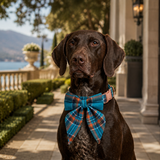 The Balmoral Boutique Dog Collar Collection