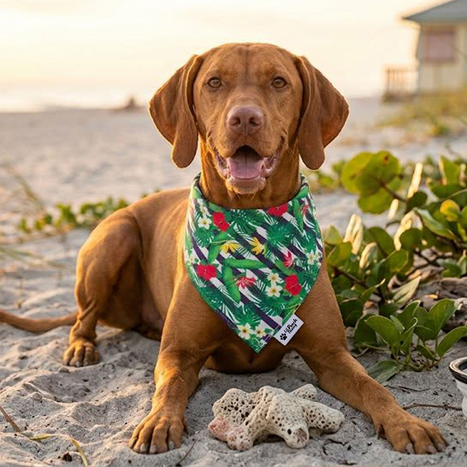 The Ultimate Summer Dog Bandana