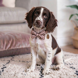 The Wild Thang: Dog Collar, Bow Tie, Lead and Poop Bag Holder Set
