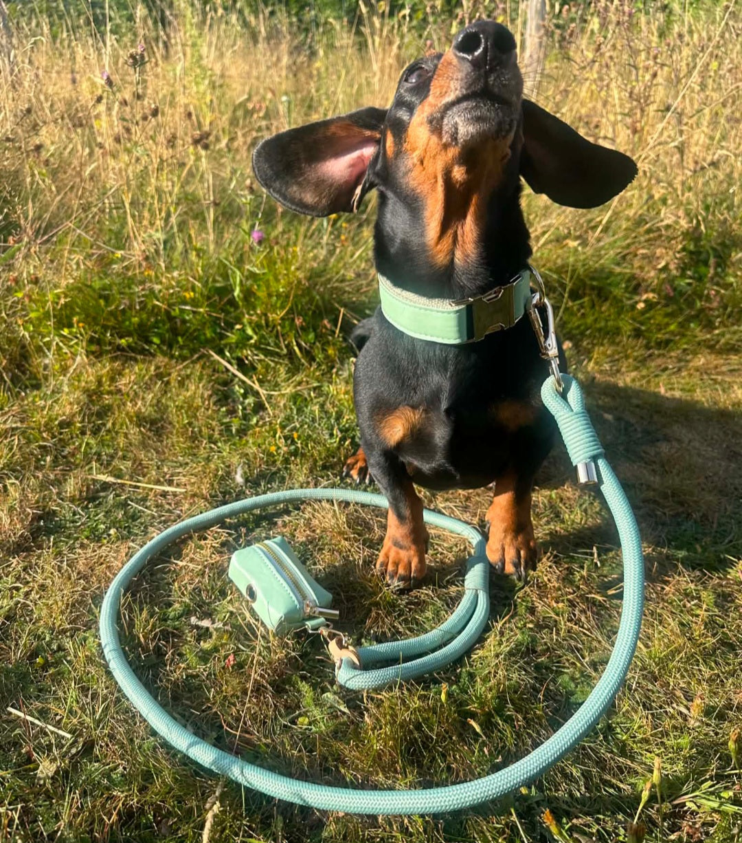 The Jet Set Collection: Dog Collar, Lead & Poop Bag Holder Set